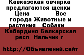 Кавказская овчарка -предлагаются щенки › Цена ­ 20 000 - Все города Животные и растения » Собаки   . Кабардино-Балкарская респ.,Нальчик г.